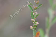 Phyllanthus maderaspatensis